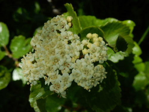 oval-leaved viburnum (Viburnum ellipticum)