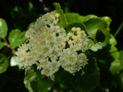 Viburnum ellipticum, photograph (c) Ed Alverson, some rights reserved (CC BY)