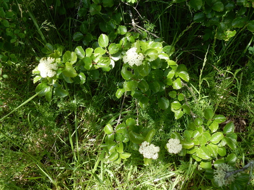 Viburnum ellipticum, photograph 6