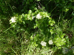 Viburnum ellipticum, photograph (c) Ed Alverson, some rights reserved (CC BY)