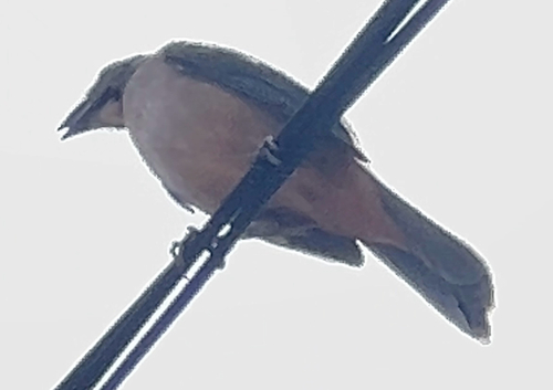 Bluish-grey Saltator (Saltator coerulescens), photo 4
