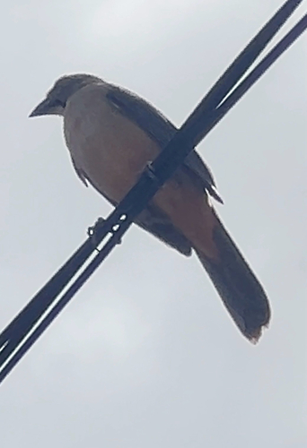 Bluish-grey Saltator (Saltator coerulescens), photo 5