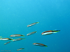 Trachinops taeniatus