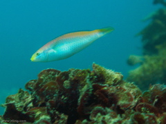 Stethojulis interrupta