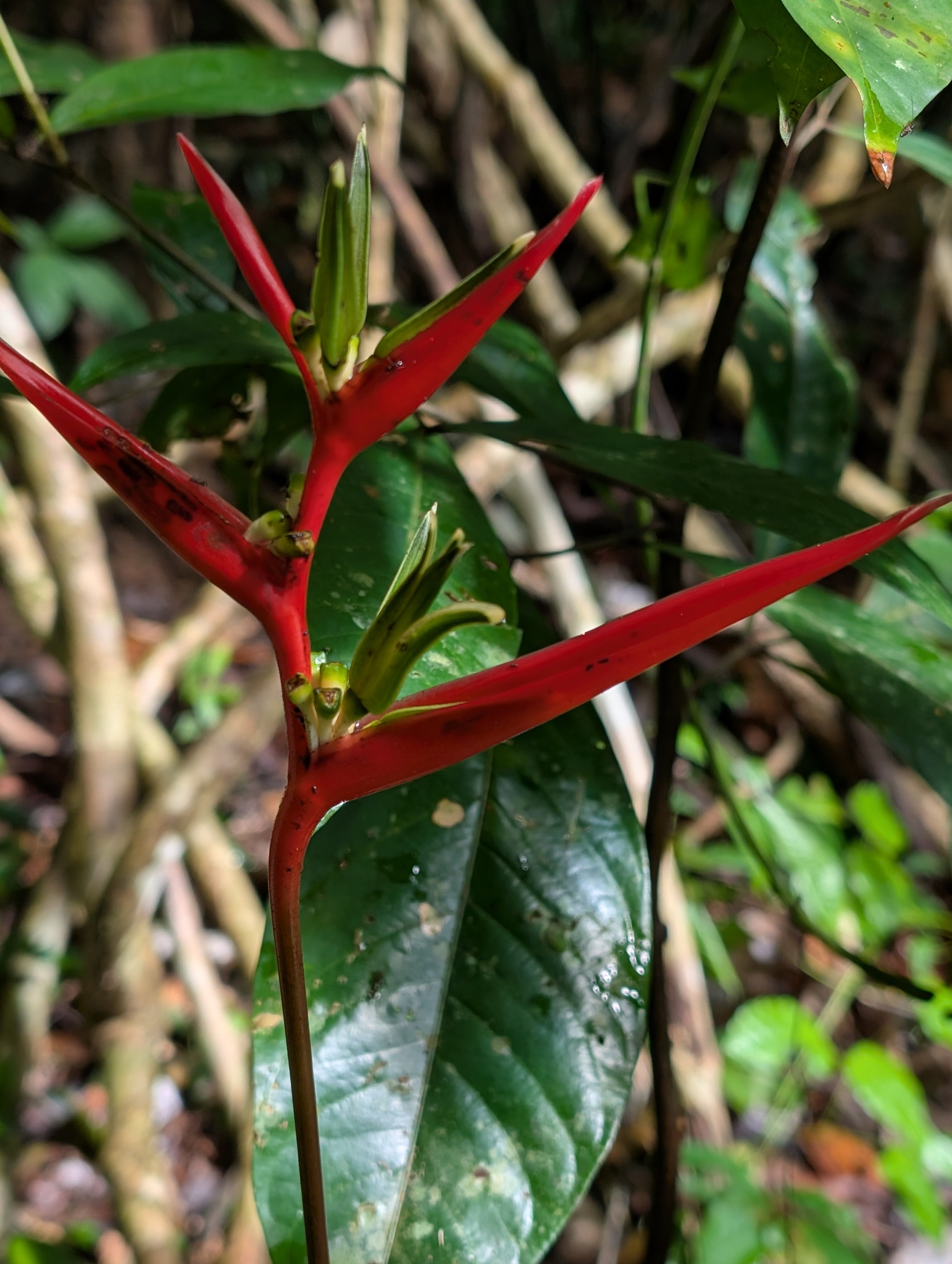 Heliconia acuminata A.Rich.