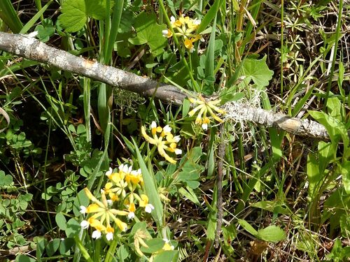 Meadow Bird's Foot Trefoil (Hosackia pinnata)