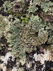 Physconia enteroxantha