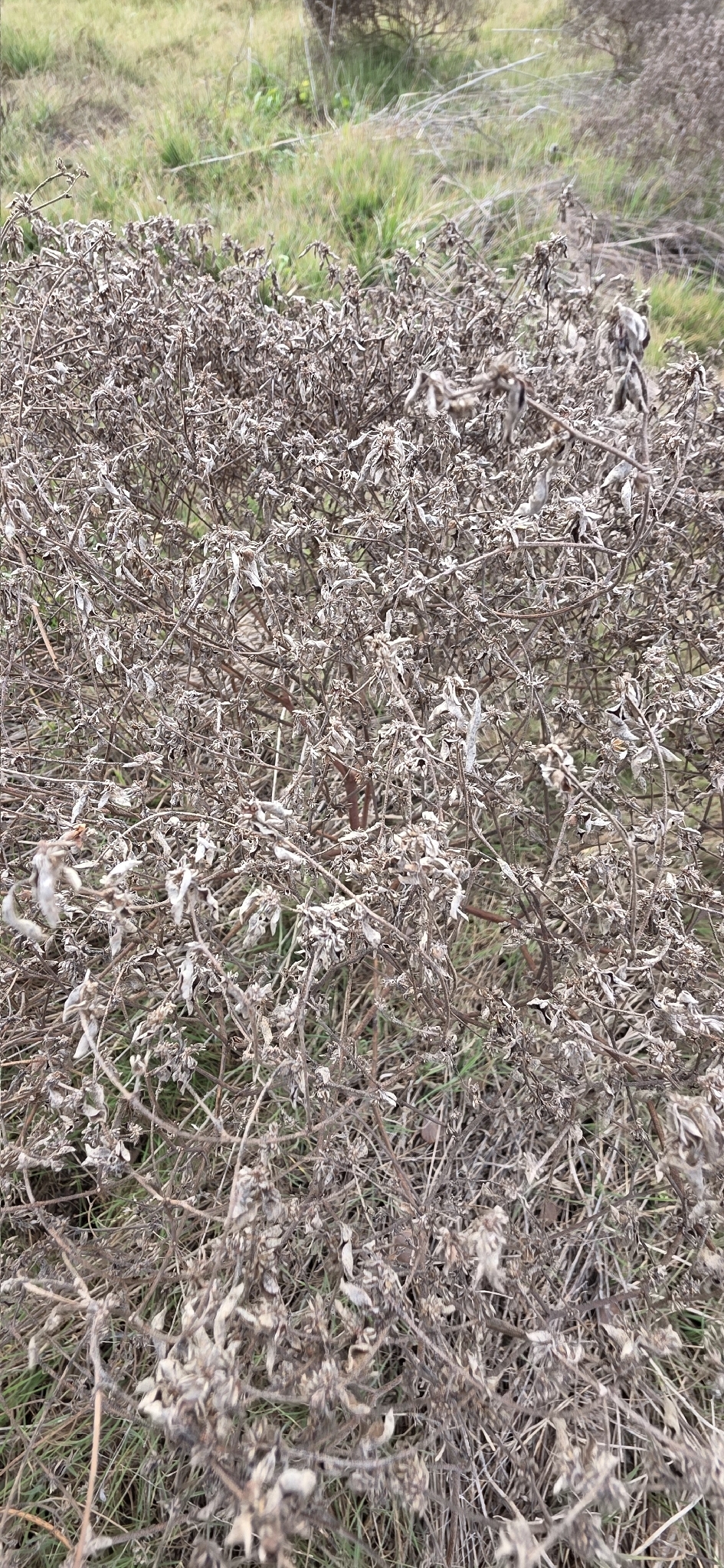 Imagem de croton