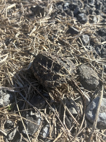 Common Snapping Turtle observed by ben_kloepfer
