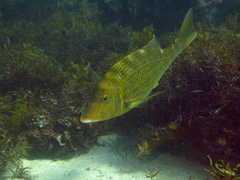 Lethrinus nebulosus