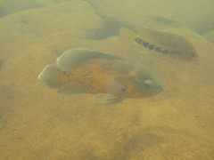 Astronotus ocellatus