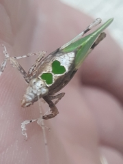 Pycnopalpa bicordata