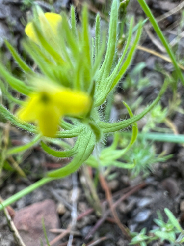hairy owl's clover (Castilleja tenuis)