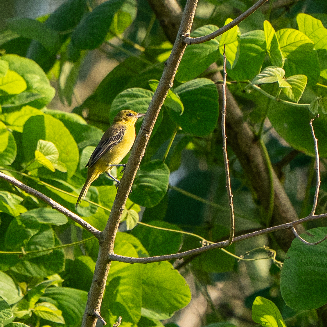Orchard Oriole (Icterus spurius), photo 4