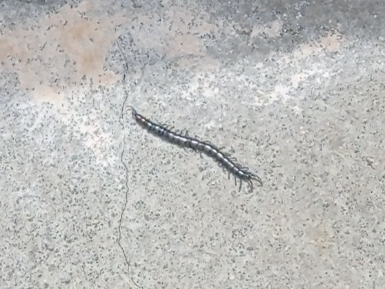 Hemiscolopendra chilensis Gervais, 1847