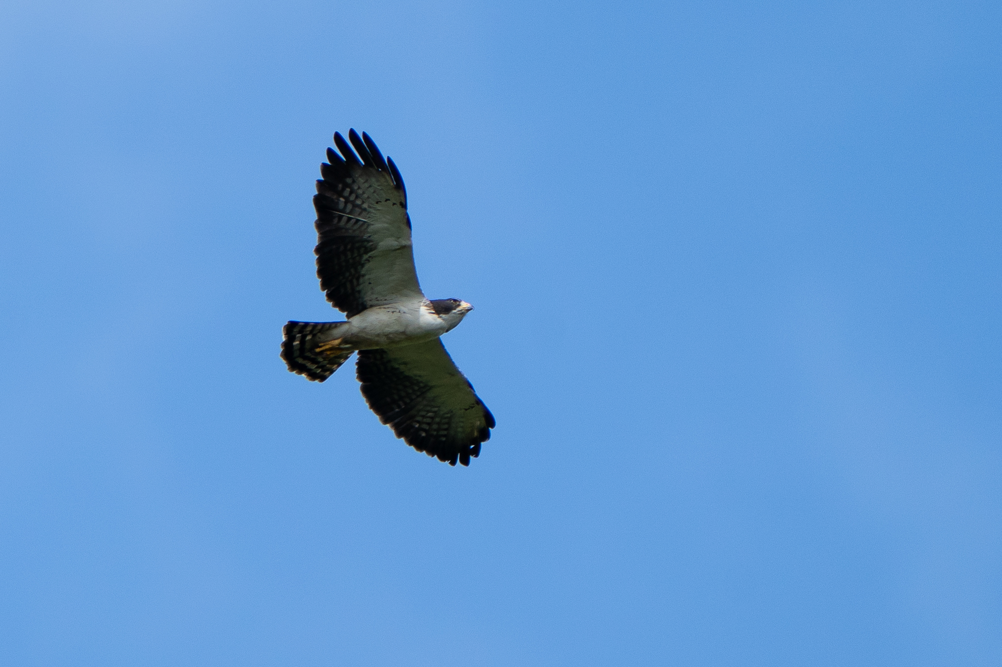 Short-tailed Hawk (Buteo brachyurus), photo 7