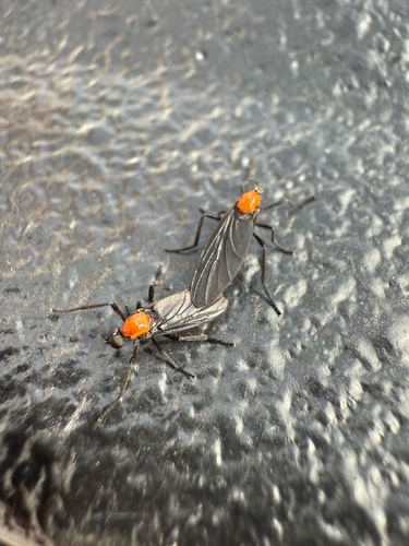 Unknown species found near Southwest, Tamarac, FL, US