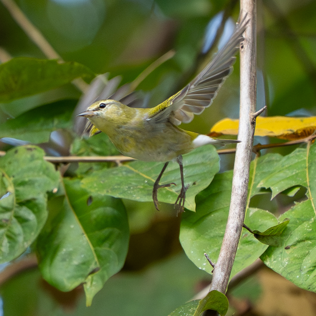Tennessee Warbler (Leiothlypis peregrina), photo 5