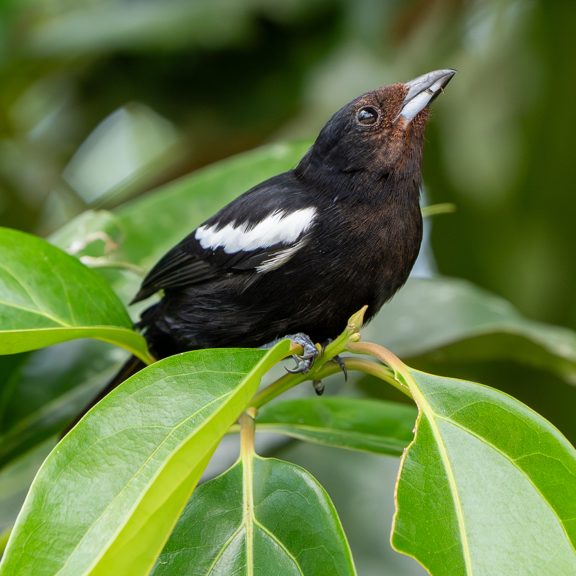 White-shouldered Tanager (Loriotus luctuosus), photo 2
