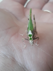 Pycnopalpa bicordata