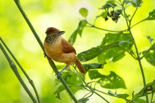 Barred Antshrike (Thamnophilus doliatus), photo 5
