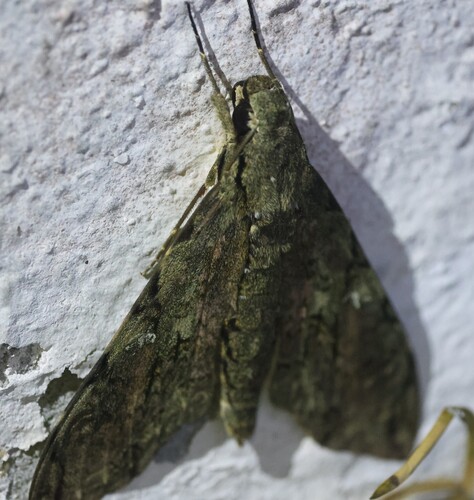 Morgan's Sphinx
