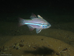 Ostorhinchus limenus