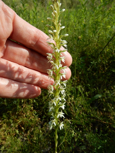Elegant Rein Orchid (Platanthera elegans)