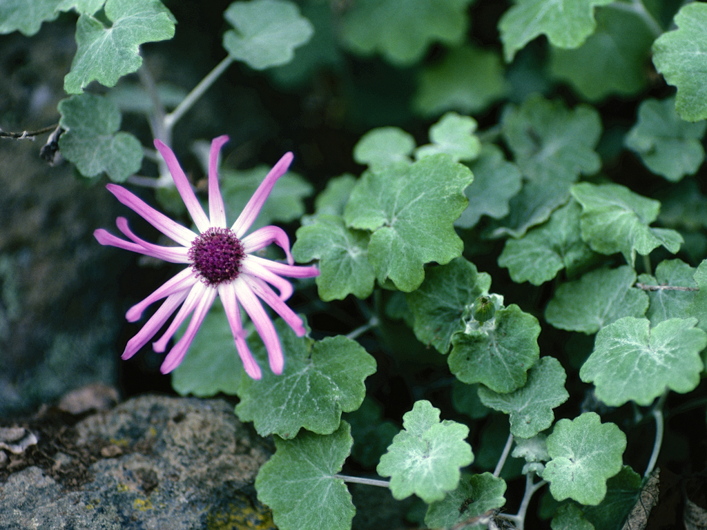 Pericallis lanata; photograph (c) Wolfgang Ahlmer, some rights reserved (CC BY)