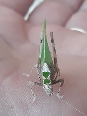 Pycnopalpa bicordata