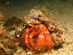 Dardanus crassimanus