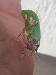 Pycnopalpa bicordata