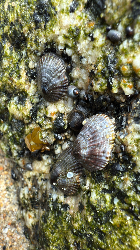 Siphonaria lessonii