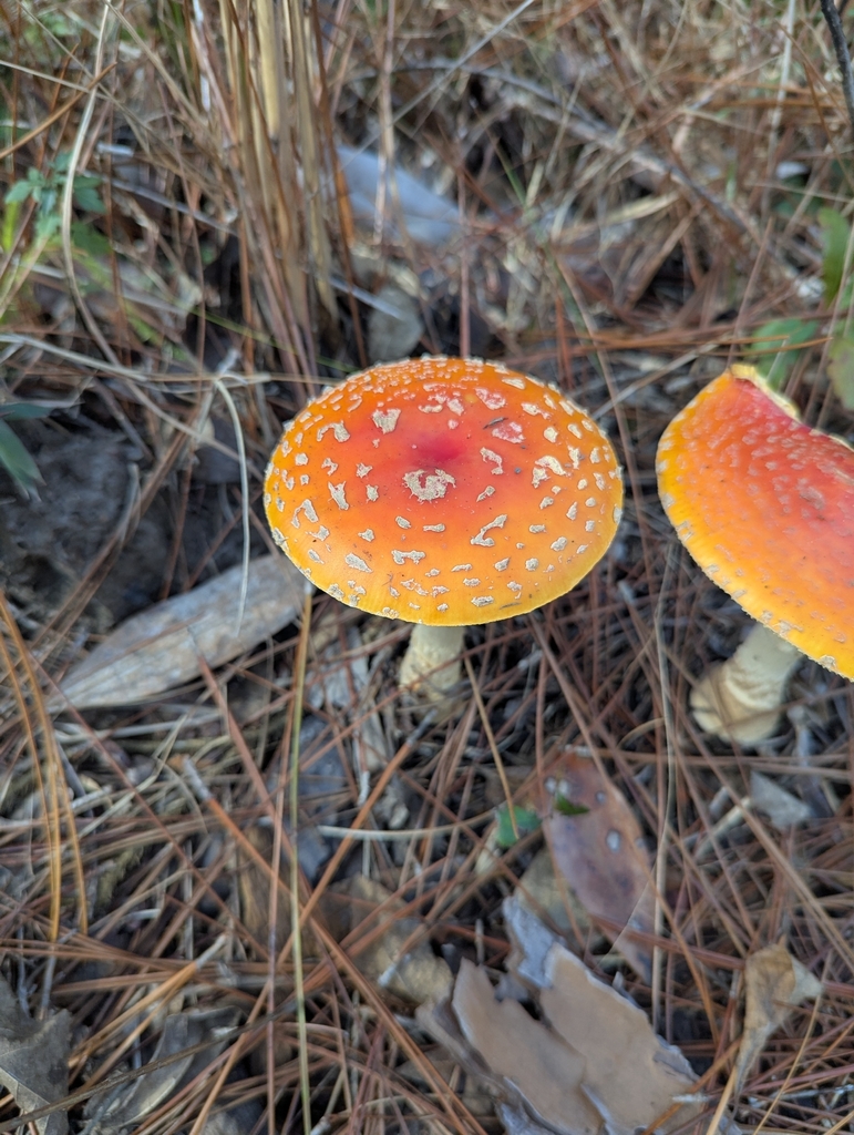 Amanita persicina · January 2026 · photo: © efalquet (iNaturalist, cc0)