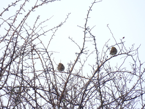 Cirl Bunting (Emberiza cirlus), photo 6