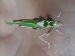 Pycnopalpa bicordata