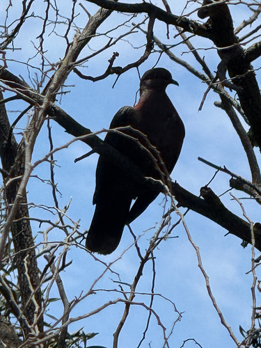 Chilean Pigeon (Patagioenas araucana)