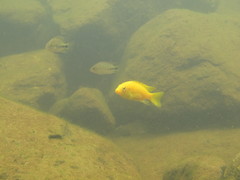 Labidochromis caeruleus