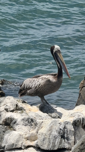 Peruvian Pelican (Pelecanus thagus)