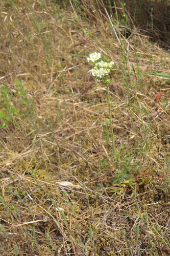 Sierra horkelia (Horkelia congesta)