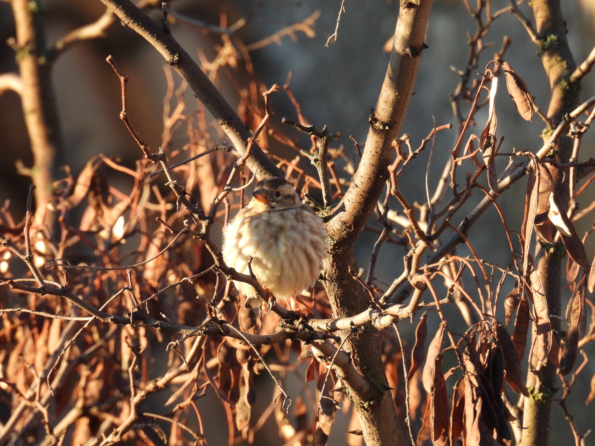 Rock Sparrow (Petronia petronia), photo 2