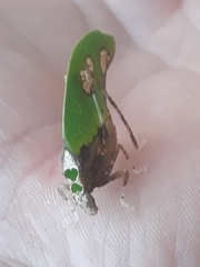 Pycnopalpa bicordata