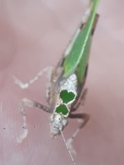 Pycnopalpa bicordata