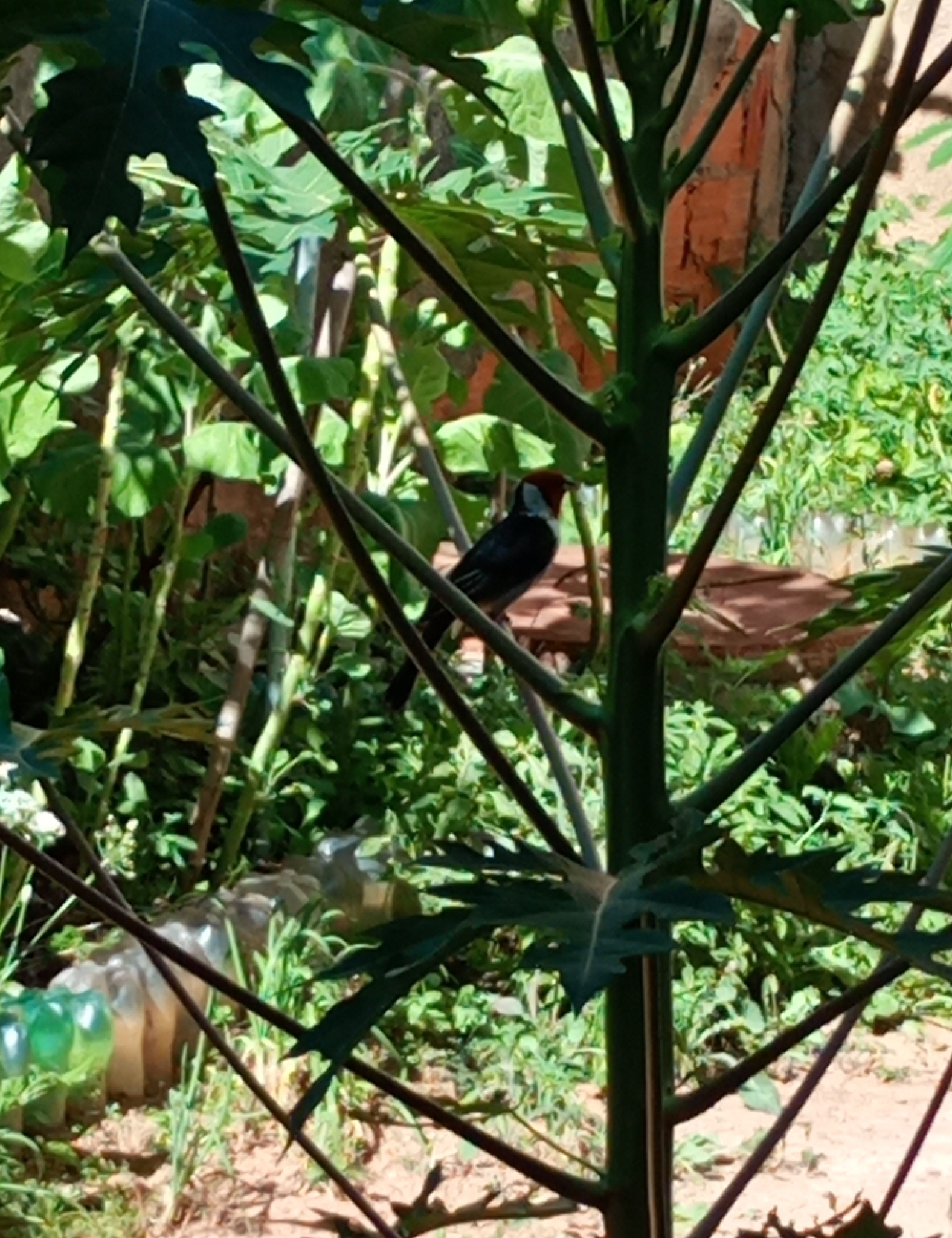 Red-cowled Cardinal (Paroaria dominicana), photo 4