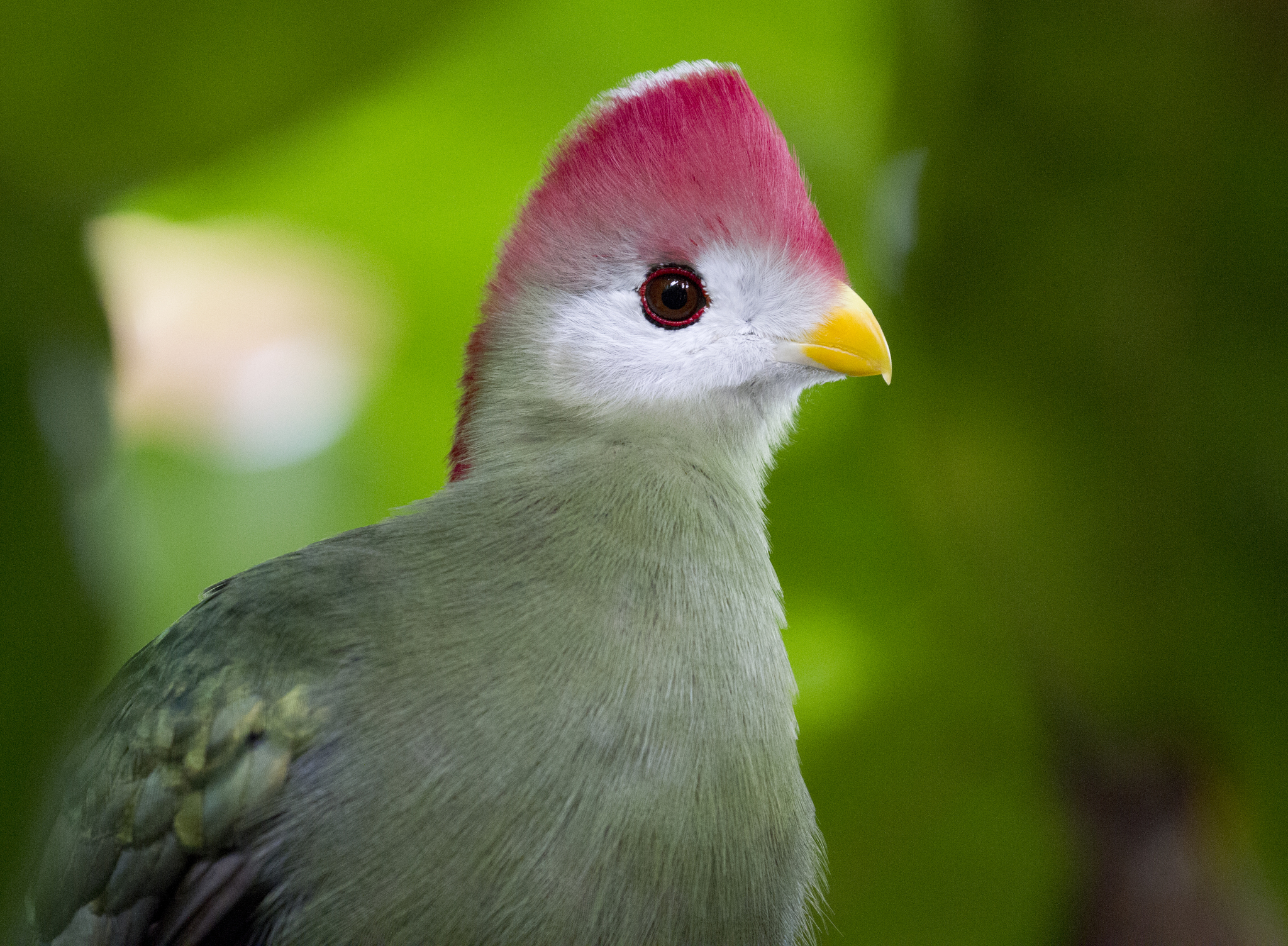 Red-crested Turaco illustration