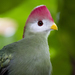 Red-crested Turaco - Photo (c) Nathan Rupert, some rights reserved (CC BY-NC-ND)