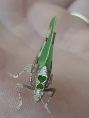 Pycnopalpa bicordata