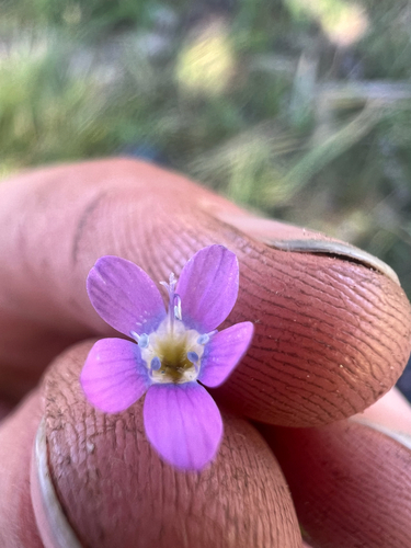 Bridges' gilia (Navarretia leptalea)