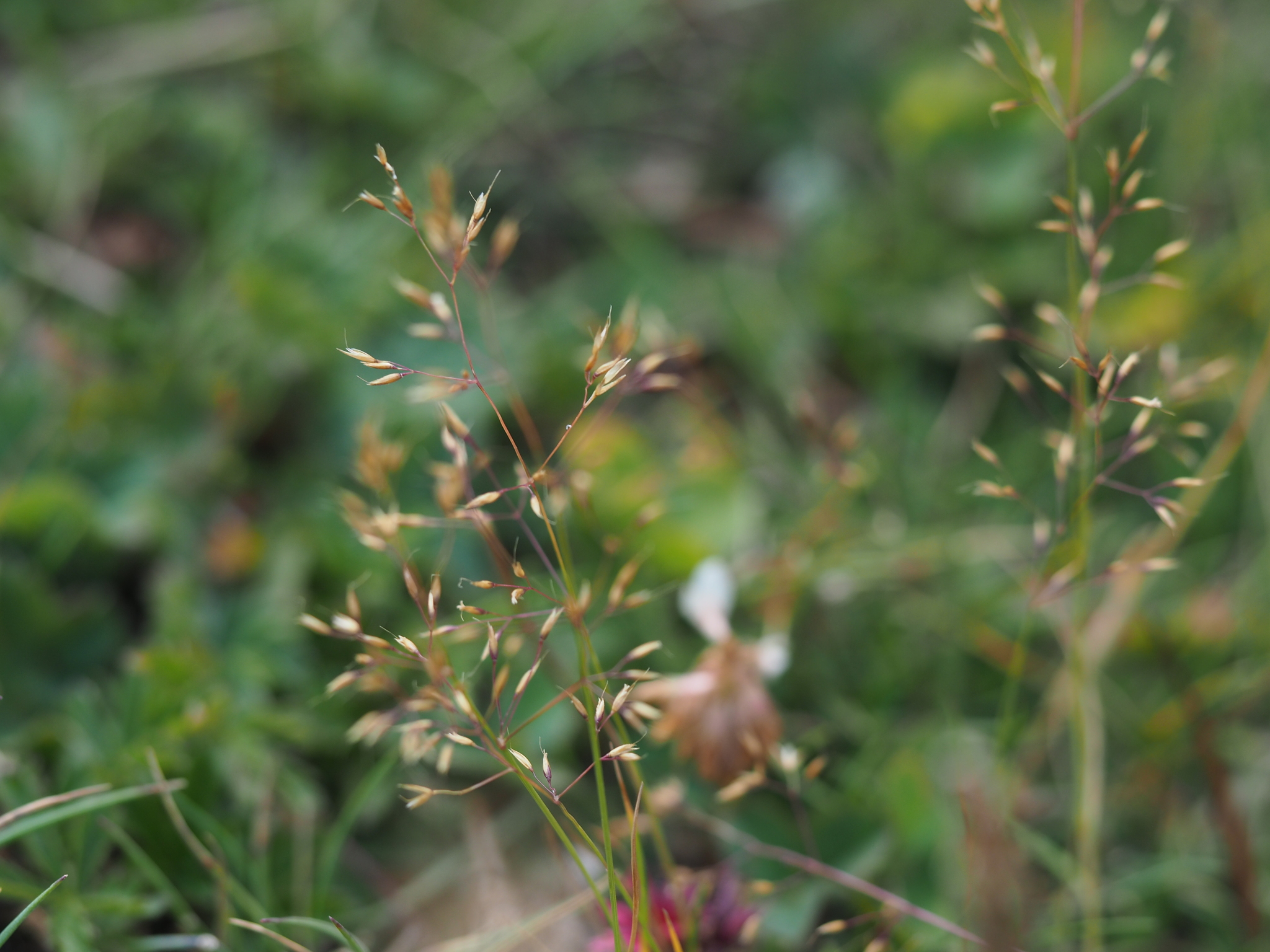 Agrostis alpina