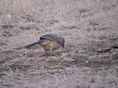 Toxostoma curvirostre